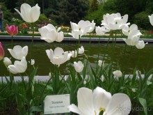 Весенний фестиваль цветов в Ботаническом саду МГУ. (Фотоотчет).