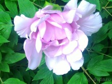 Весенний фестиваль цветов в Ботаническом саду МГУ. (Фотоотчет).