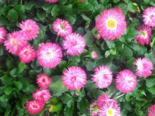 Весенний фестиваль цветов в Ботаническом саду МГУ. (Фотоотчет).