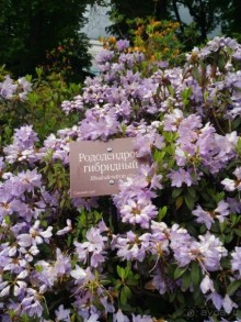 Весенний фестиваль цветов в Ботаническом саду МГУ. (Фотоотчет).