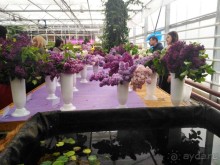 Весенний фестиваль цветов в Ботаническом саду МГУ. (Фотоотчет).