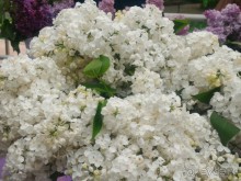 Весенний фестиваль цветов в Ботаническом саду МГУ. (Фотоотчет).