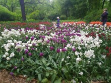 Весенний фестиваль цветов в Ботаническом саду МГУ. (Фотоотчет).