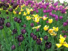 Весенний фестиваль цветов в Ботаническом саду МГУ. (Фотоотчет).