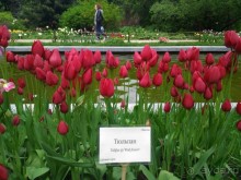 Весенний фестиваль цветов в Ботаническом саду МГУ. (Фотоотчет).