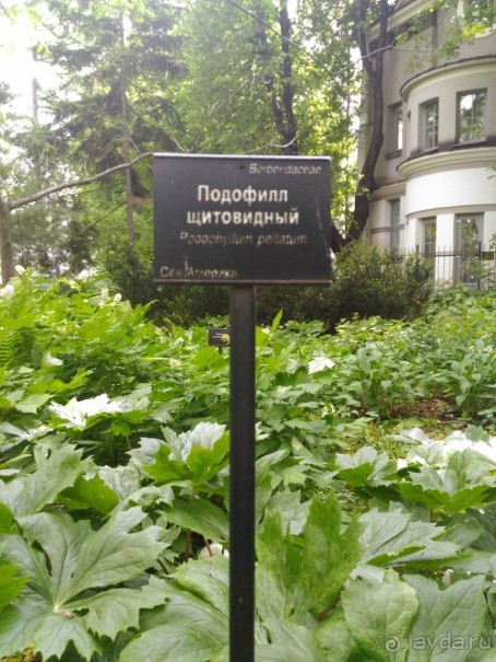 Весенний фестиваль цветов в Ботаническом саду МГУ. (Фотоотчет).