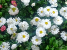 Весенний фестиваль цветов в Ботаническом саду МГУ. (Фотоотчет).