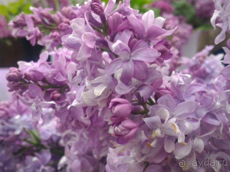 Весенний фестиваль цветов в Ботаническом саду МГУ. (Фотоотчет).