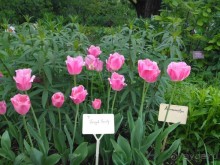 Весенний фестиваль цветов в Ботаническом саду МГУ. (Фотоотчет).