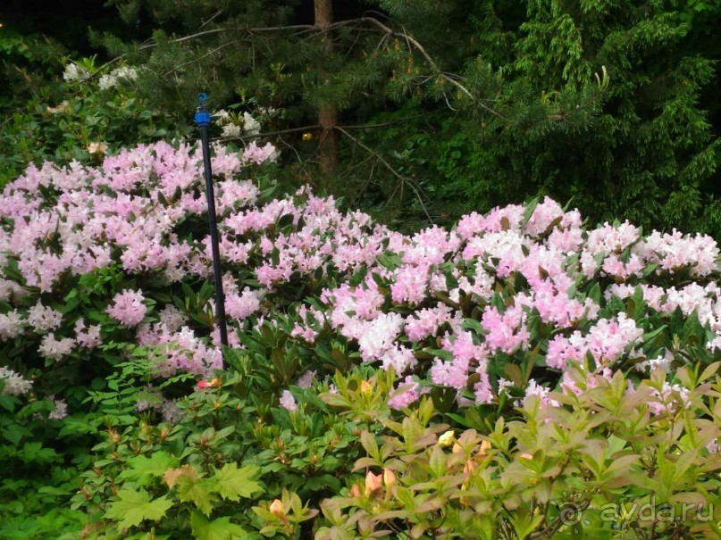 Весенний фестиваль цветов в Ботаническом саду МГУ. (Фотоотчет).