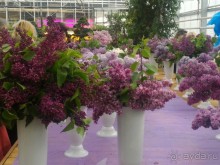 Весенний фестиваль цветов в Ботаническом саду МГУ. (Фотоотчет).