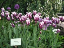 Весенний фестиваль цветов в Ботаническом саду МГУ. (Фотоотчет).