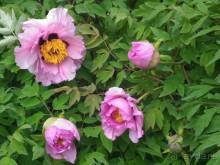 Весенний фестиваль цветов в Ботаническом саду МГУ. (Фотоотчет).