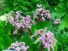 Весенний фестиваль цветов в Ботаническом саду МГУ. (Фотоотчет).