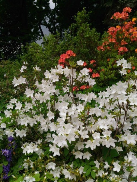 Весенний фестиваль цветов в Ботаническом саду МГУ. (Фотоотчет).