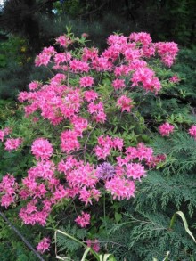 Весенний фестиваль цветов в Ботаническом саду МГУ. (Фотоотчет).