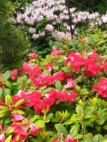 Весенний фестиваль цветов в Ботаническом саду МГУ. (Фотоотчет).