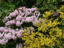 Весенний фестиваль цветов в Ботаническом саду МГУ. (Фотоотчет).