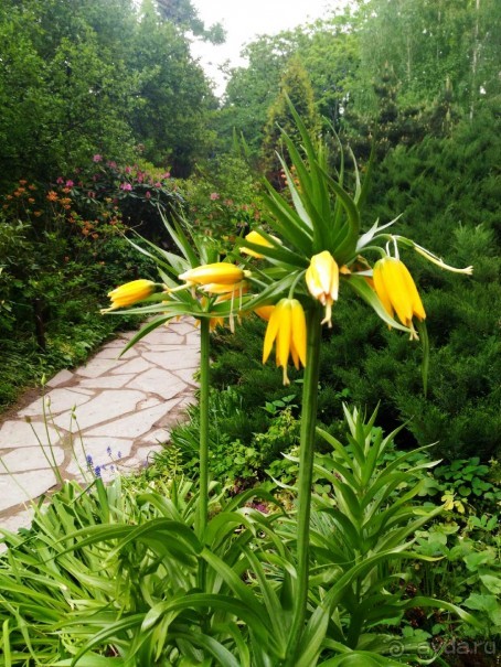 Весенний фестиваль цветов в Ботаническом саду МГУ. (Фотоотчет).