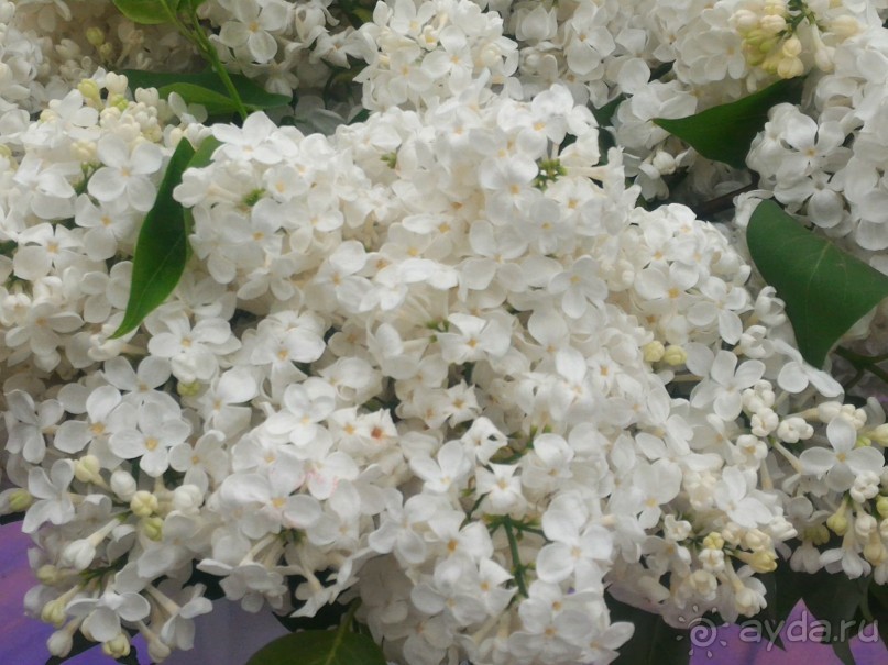 Весенний фестиваль цветов в Ботаническом саду МГУ. (Фотоотчет).