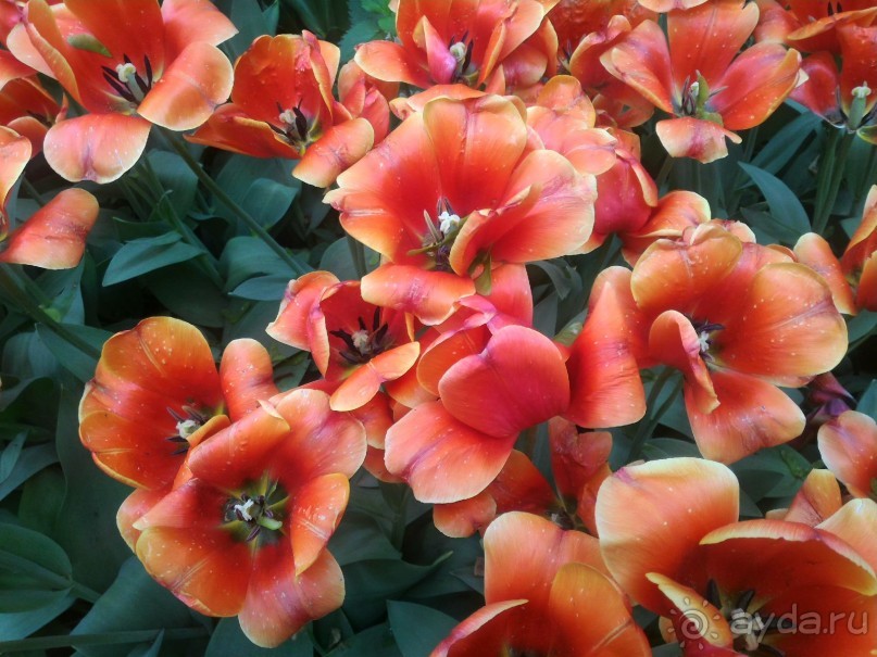 Весенний фестиваль цветов в Ботаническом саду МГУ. (Фотоотчет).