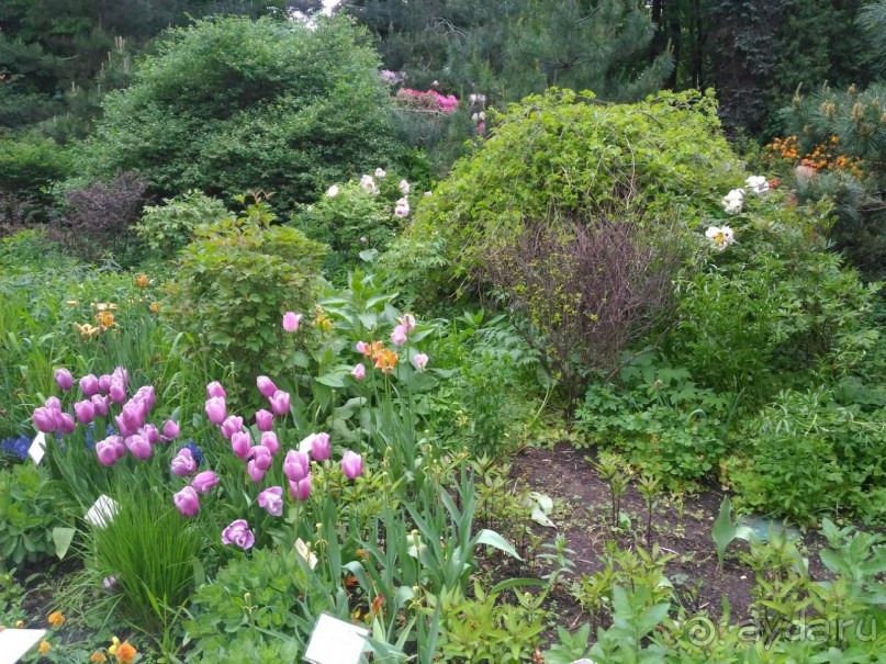 Весенний фестиваль цветов в Ботаническом саду МГУ. (Фотоотчет).