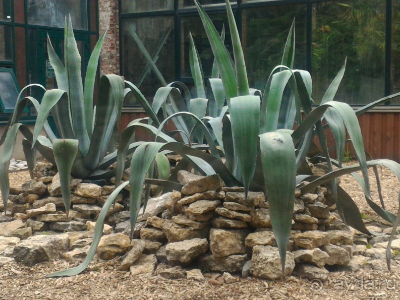 Весенний фестиваль цветов в Ботаническом саду МГУ. (Фотоотчет).