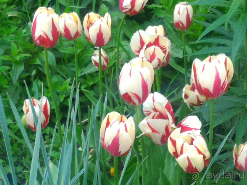 Весенний фестиваль цветов в Ботаническом саду МГУ. (Фотоотчет).