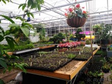 Весенний фестиваль цветов в Ботаническом саду МГУ. (Фотоотчет).