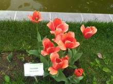 Весенний фестиваль цветов в Ботаническом саду МГУ. (Фотоотчет).