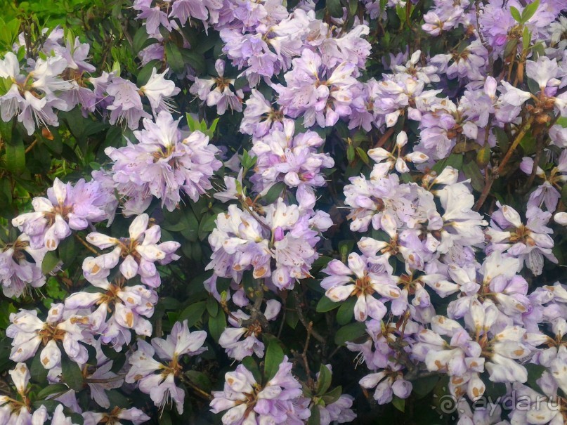 Весенний фестиваль цветов в Ботаническом саду МГУ. (Фотоотчет).