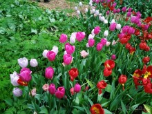 Весенний фестиваль цветов в Ботаническом саду МГУ. (Фотоотчет).