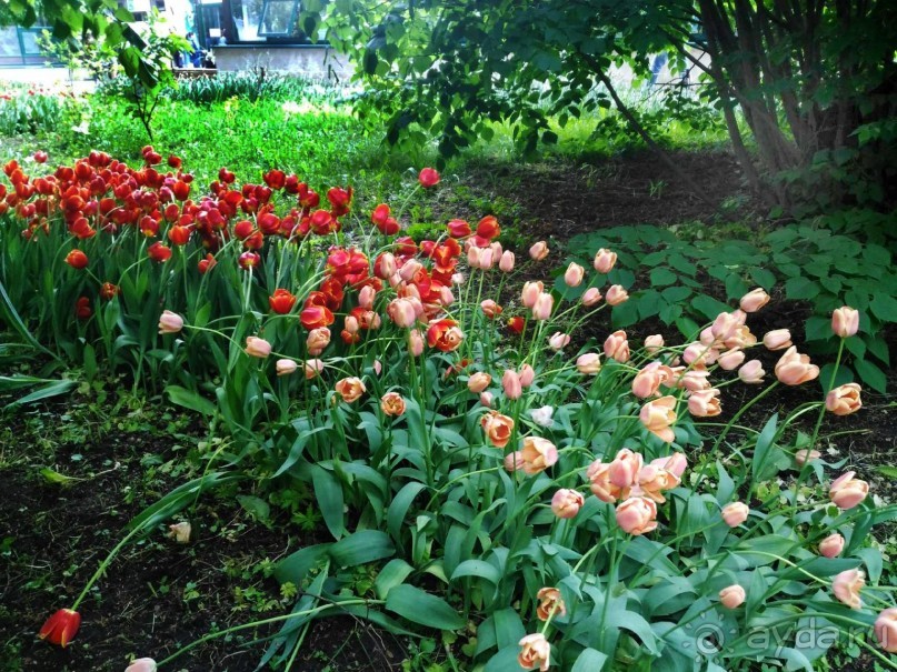 Весенний фестиваль цветов в Ботаническом саду МГУ. (Фотоотчет).