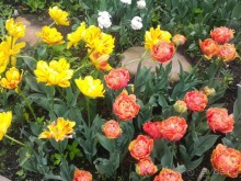 Весенний фестиваль цветов в Ботаническом саду МГУ. (Фотоотчет).