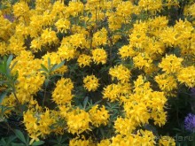 Весенний фестиваль цветов в Ботаническом саду МГУ. (Фотоотчет).