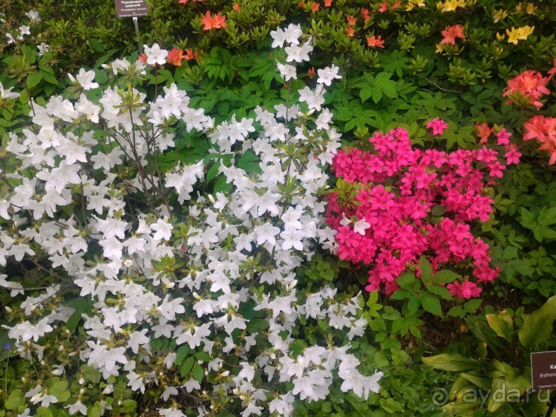 Весенний фестиваль цветов в Ботаническом саду МГУ. (Фотоотчет).