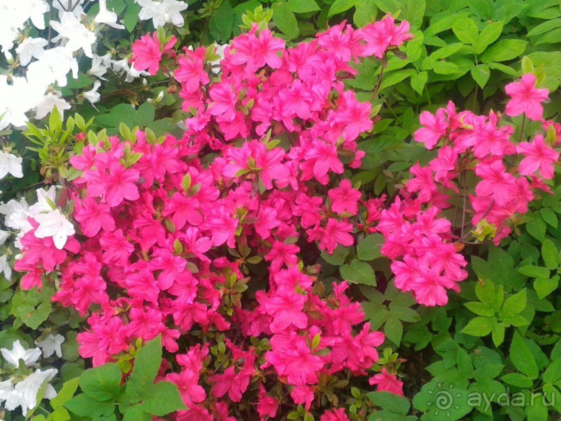 Весенний фестиваль цветов в Ботаническом саду МГУ. (Фотоотчет).