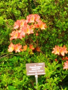 Весенний фестиваль цветов в Ботаническом саду МГУ. (Фотоотчет).