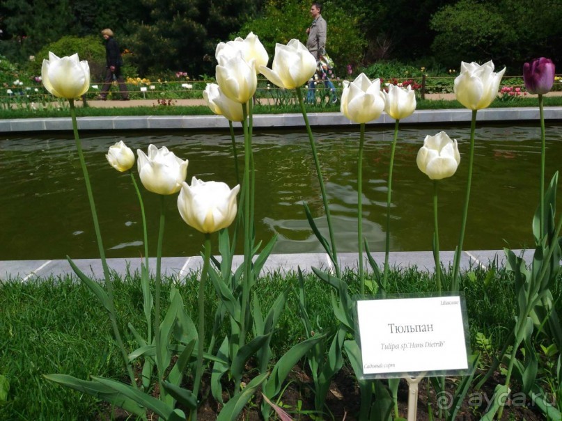 Весенний фестиваль цветов в Ботаническом саду МГУ. (Фотоотчет).