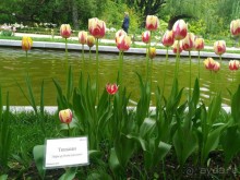 Весенний фестиваль цветов в Ботаническом саду МГУ. (Фотоотчет).