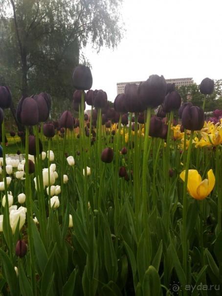 Весенний фестиваль цветов в Ботаническом саду МГУ. (Фотоотчет).