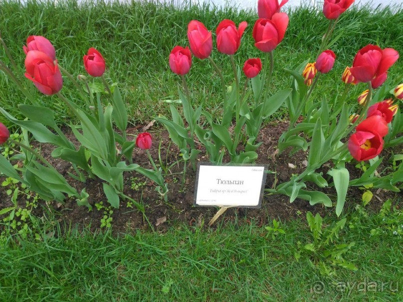 Весенний фестиваль цветов в Ботаническом саду МГУ. (Фотоотчет).