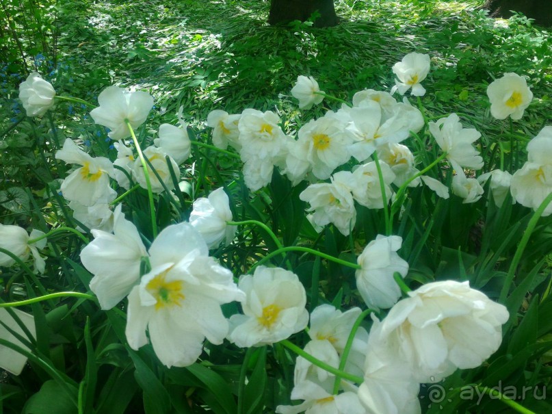 Весенний фестиваль цветов в Ботаническом саду МГУ. (Фотоотчет).