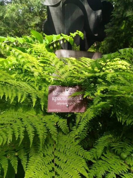 Весенний фестиваль цветов в Ботаническом саду МГУ. (Фотоотчет).