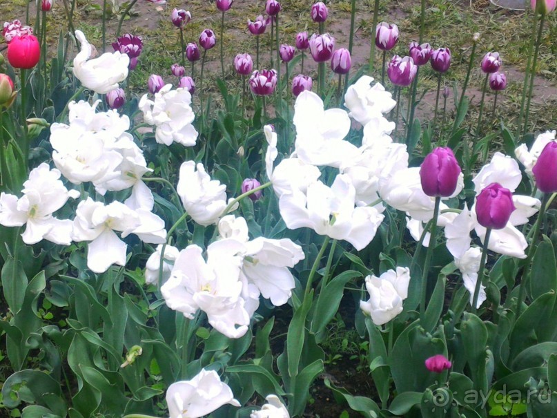 Весенний фестиваль цветов в Ботаническом саду МГУ. (Фотоотчет).