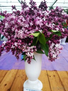 Весенний фестиваль цветов в Ботаническом саду МГУ. (Фотоотчет).