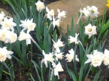 Весенний фестиваль цветов в Ботаническом саду МГУ. (Фотоотчет).