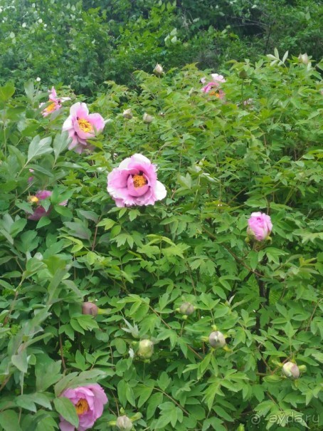 Весенний фестиваль цветов в Ботаническом саду МГУ. (Фотоотчет).