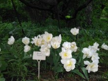 Весенний фестиваль цветов в Ботаническом саду МГУ. (Фотоотчет).