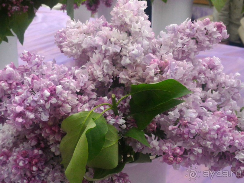 Весенний фестиваль цветов в Ботаническом саду МГУ. (Фотоотчет).